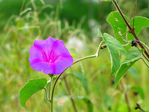 Oceanblue morning glory: Campanilla - Maravilla