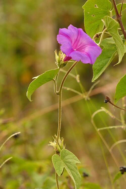 Oceanblue morning glory: Campanilla - Maravilla