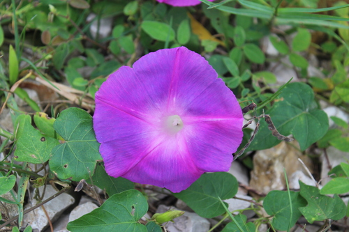 Oceanblue morning glory (Ipomoea indica)