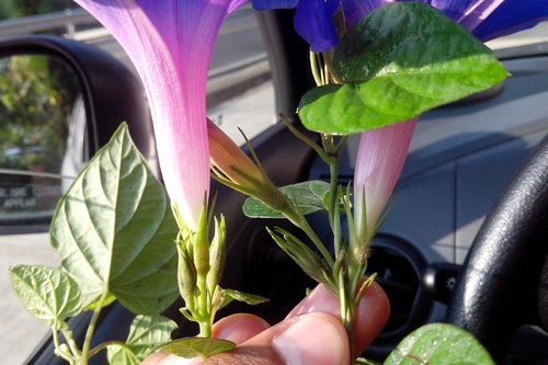 Oceanblue morning glory (Ipomoea indica)