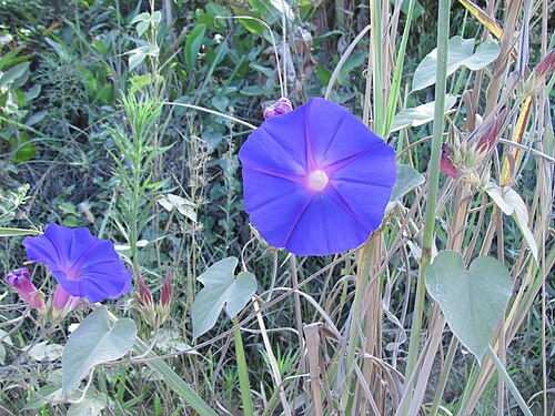 Oceanblue morning glory: Ipomoea indica , flôr do campo em Sertão Santana