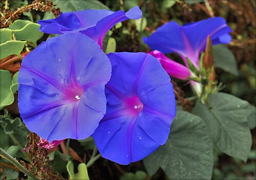 Whiteedge morning-glory: eigentlich ist die Pflanze auf La Palma verboten - sie hat sich ausgewildert und breitet sich aus. Aber die Blüten sind wunderschön.
