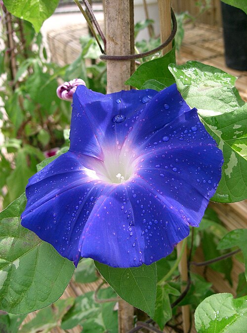 Whiteedge morning-glory: Ipomoea nil 'Akatsukinoumi'