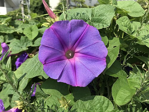Whiteedge morning-glory: アサガオの花