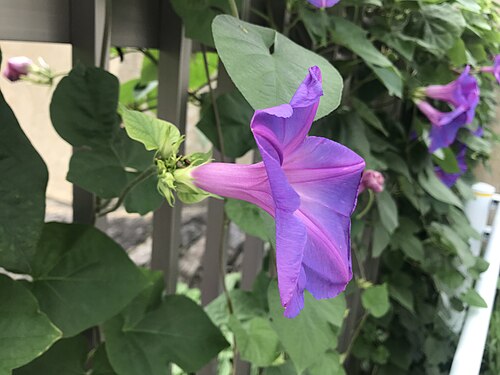 Whiteedge morning-glory: アサガオの花