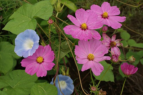 Whiteedge morning-glory: Cosmos bipinnatus and Ipomoea nil flowers ( Le Tampon , Réunion island ).