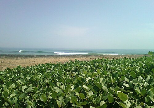 Bayhops: Beach Morning Glory (Ipomoea pes-caprae) at Bheemunipatnam