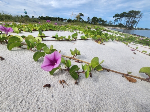 Bayhops (Ipomoea pes-caprae)