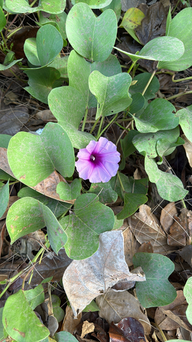 Bayhops (Ipomoea pes-caprae)