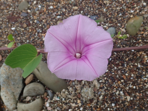 Bayhops (Ipomoea pes-caprae)