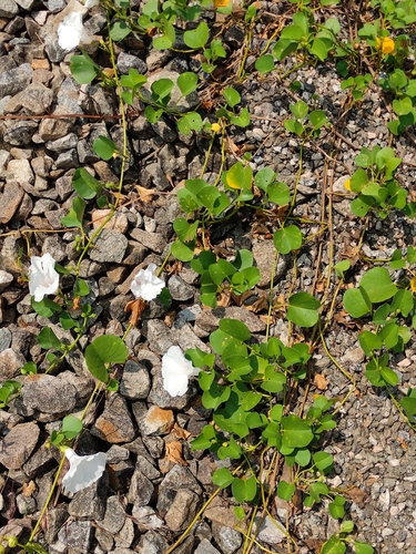 Bayhops (Ipomoea pes-caprae)