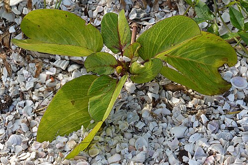 Bayhops: Beach Morning Glory (Ipomoea pes-caprae) in Sarasota, Florida, United States of America.
