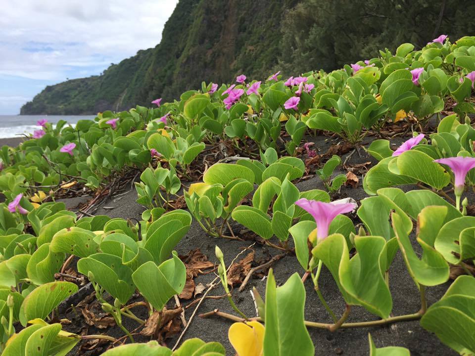 Bayhops (Ipomoea pes-caprae)