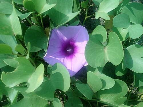 Bayhops: Beach Morning Glory (Ipomoea pes-caprae) at Bheemunipatnam