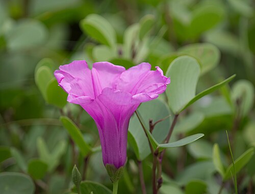 Bayhops: The flower and leaves of Ipomoea pes-caprae growing on the seaward slope of the protective sea wall. Alappuzha, Kerala, India.