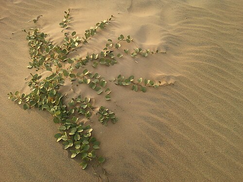 Bayhops: Beach Morning Glory (Ipomoea pes-caprae) at Bheemunipatnam