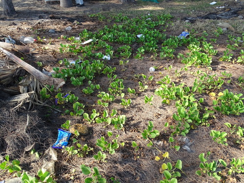 Bayhops (Ipomoea pes-caprae)