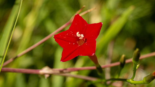 Cypressvine