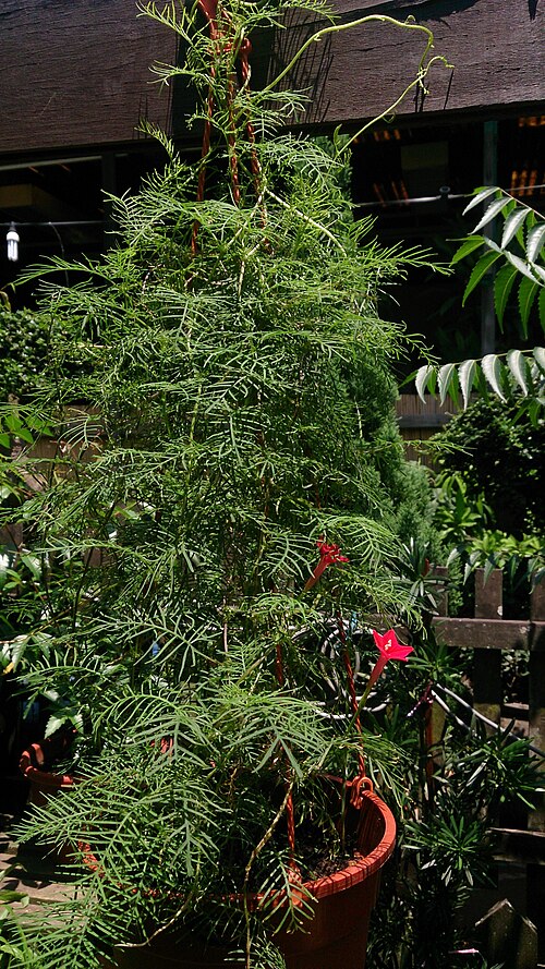 Cypressvine: Ipomoea quamoclit. Common names: Cypress Vine. Cardinal Climber. Star Glory. Origin: Mexico to Tropical America.