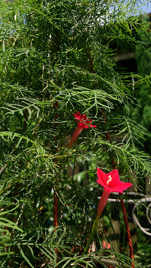 Cypressvine: Ipomoea quamoclit. Common names: Cypress Vine. Cardinal Climber. Star Glory. Origin: Mexico to Tropical America.