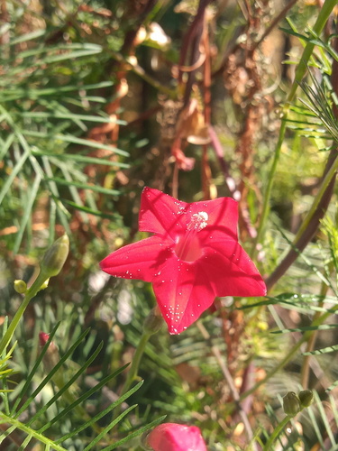 Cypressvine (Ipomoea quamoclit)
