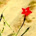 Cypressvine (Ipomoea quamoclit)