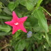 Cypressvine (Ipomoea quamoclit)