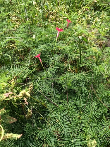 Cypressvine (Ipomoea quamoclit)