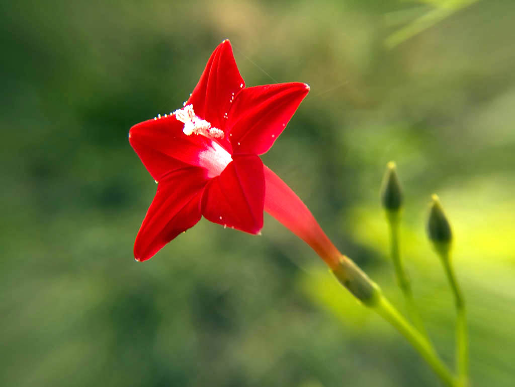 Cypressvine: Cypress-vine Ipomoea quamoclit