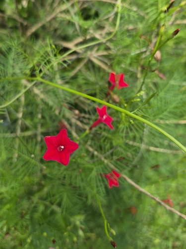 Cypressvine (Ipomoea quamoclit)