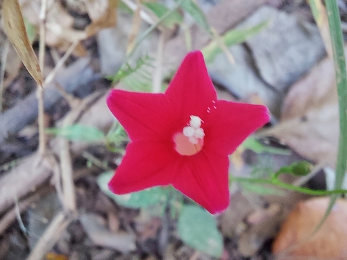 Cypressvine (Ipomoea quamoclit)