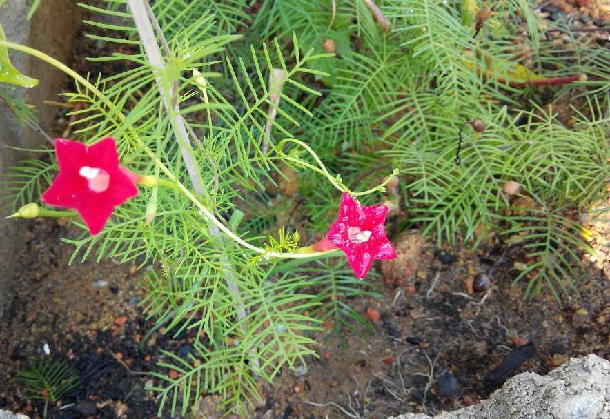 Cypressvine: Ipomoea quamoclit. Common names: Cypress Vine. Cardinal Climber. Star Glory. Origin: Mexico to Tropical America.