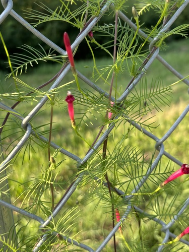 Cypressvine (Ipomoea quamoclit)