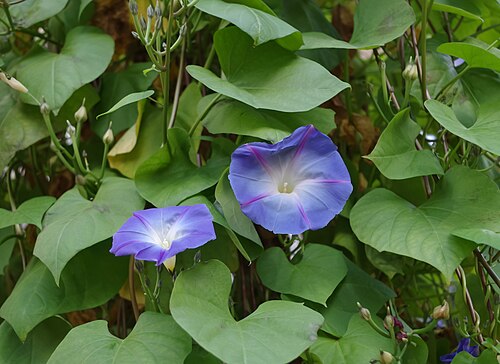Grannyvine: Ipomea tricolor - Jardin des Plantes