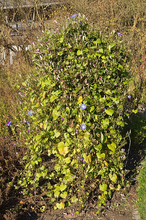Grannyvine: Berlin-Dahlem Botanical Garden in autumn 2014 / Ipomoea tricolor