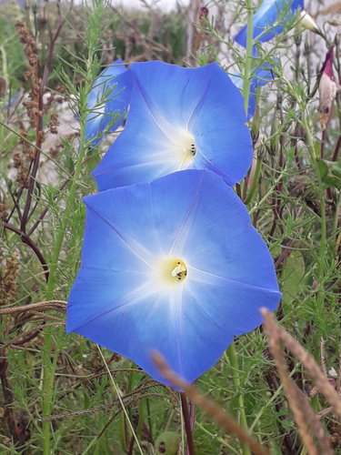 Grannyvine (Ipomoea tricolor)
