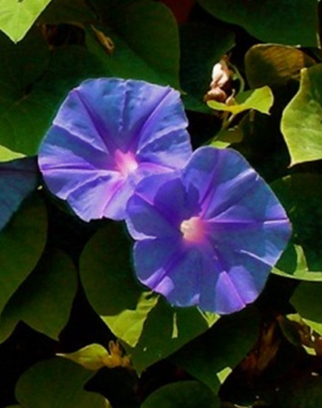 Grannyvine: Ipomoea tricolor