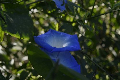 Grannyvine (Ipomoea tricolor)