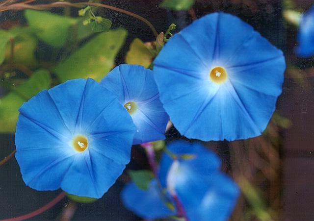 Grannyvine: This is the I. tricolor , the I. violacea is usually white and the petals are more ruffled.