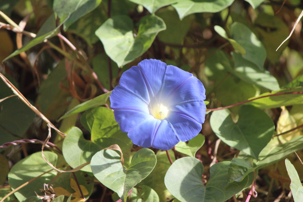 Grannyvine (Ipomoea tricolor)