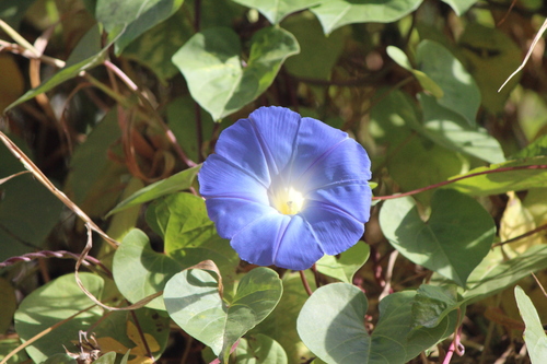 Grannyvine