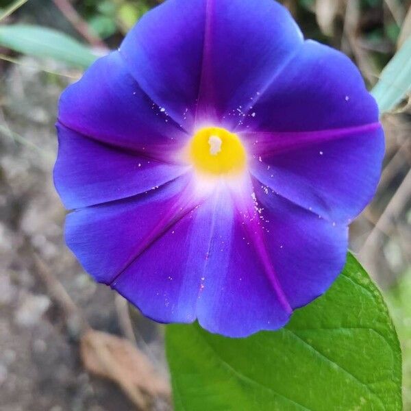 Grannyvine (Ipomoea tricolor)