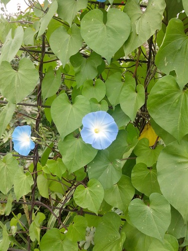 Grannyvine (Ipomoea tricolor)