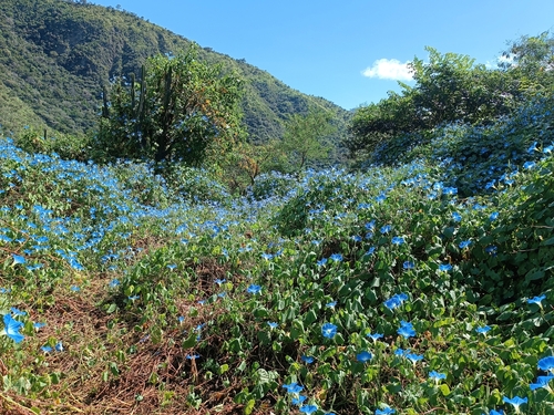 Grannyvine (Ipomoea tricolor)