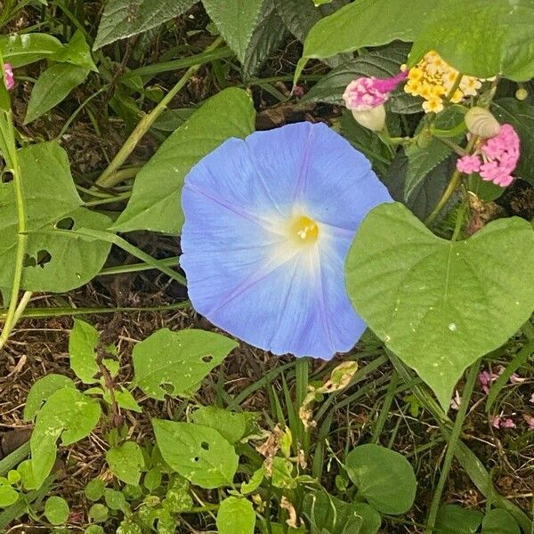 Grannyvine (Ipomoea tricolor)