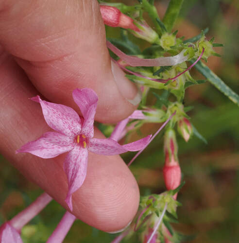 Scarlet gilia (Ipomopsis aggregata)