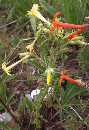 Scarlet gilia (Ipomopsis aggregata)