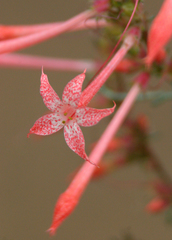 Scarlet gilia (Ipomopsis aggregata)