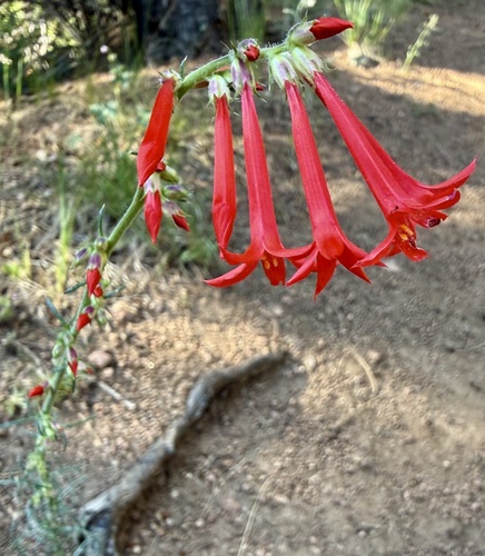 Scarlet gilia (Ipomopsis aggregata)