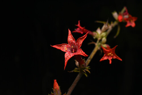 Scarlet gilia (Ipomopsis aggregata)